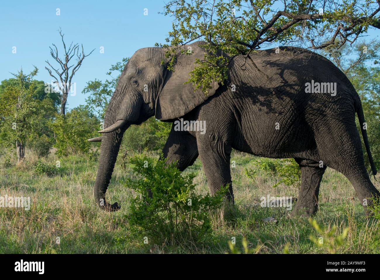 An African elephant in the Manyeleti Reserve in the Kruger Private ...