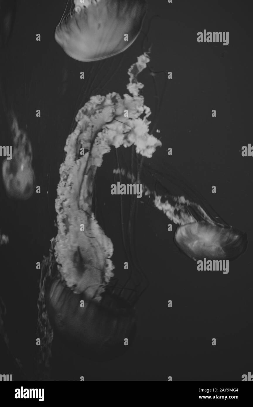 Black and white image of jellyfish swimming in a tank Stock Photo