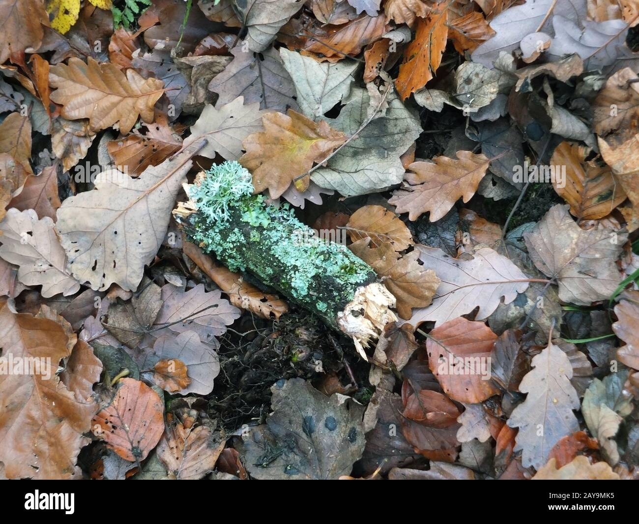 dead brown autumn leaves wet with raindrops and a moss covered green twig on a forest floor Stock Photo