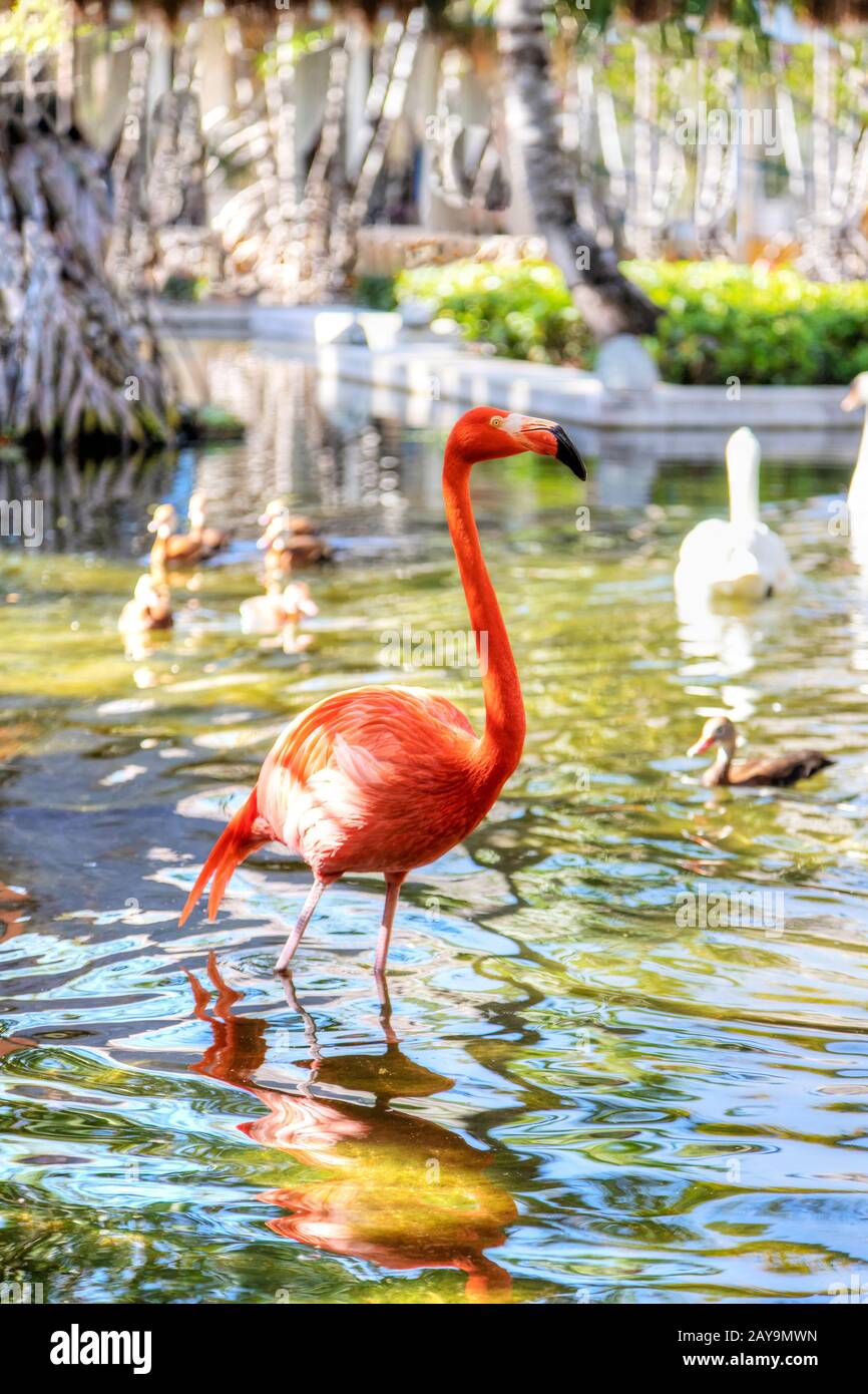 Pink American flamingos on a pond in the Caribbean Stock Photo