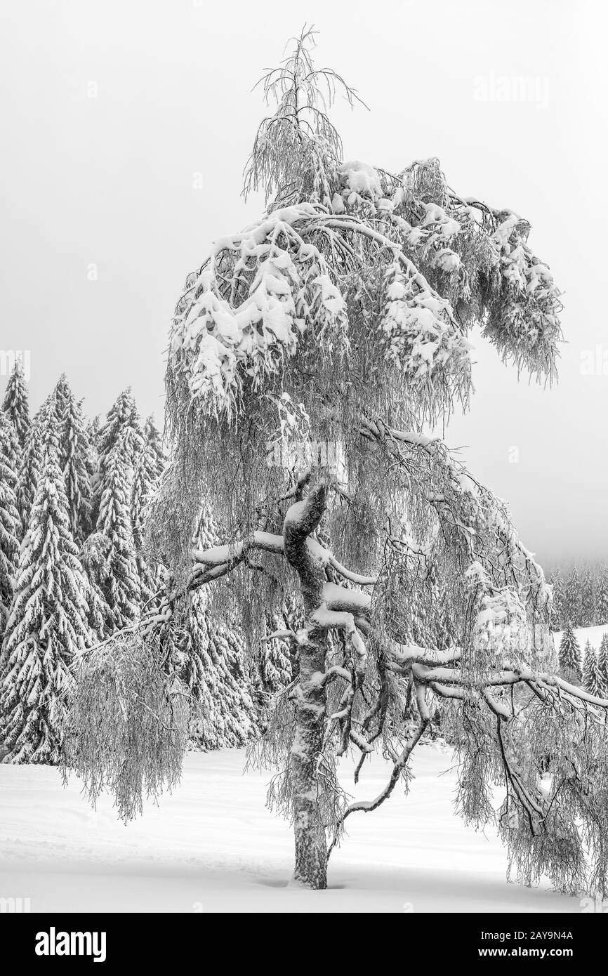 The snow tree Stock Photo