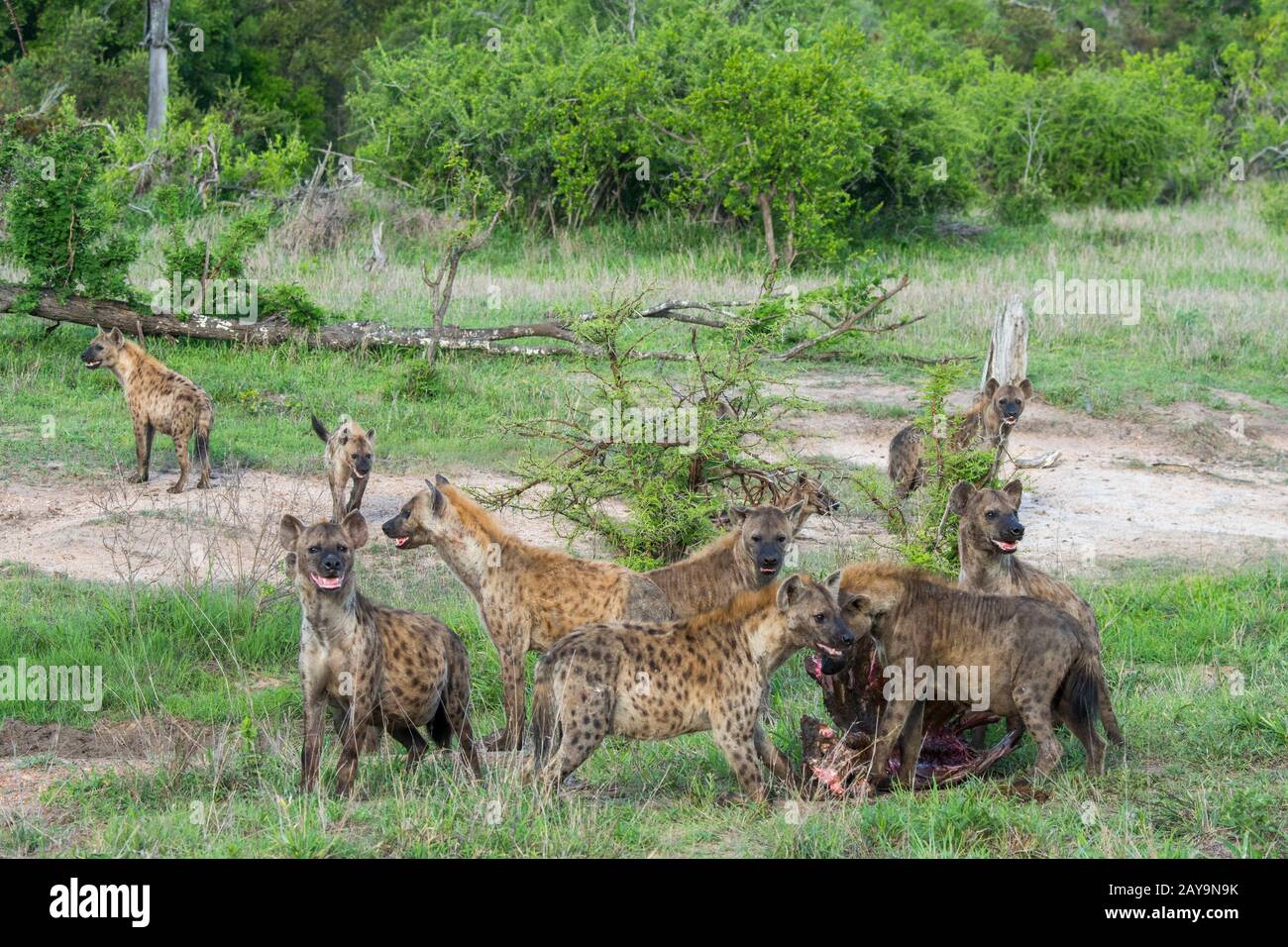 Spotted hyenas (Crocuta crocuta) feeding on a cape buffalo carcass in the Manyeleti Reserve in the Kruger Private Reserves area in the Northeast of So Stock Photo