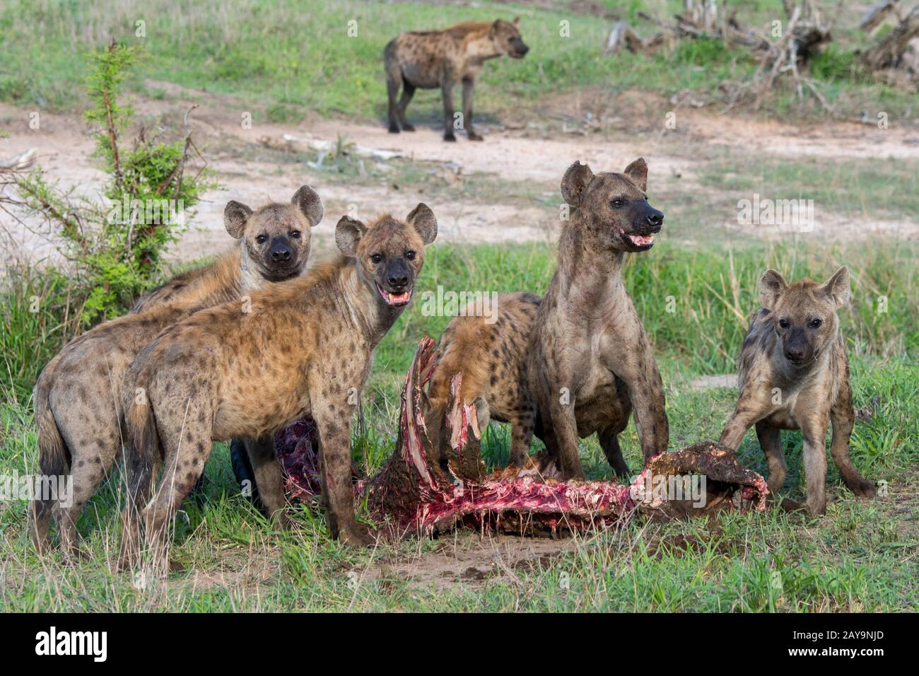 Spotted hyenas (Crocuta crocuta) feeding on a cape buffalo carcass in the Manyeleti Reserve in the Kruger Private Reserves area in the Northeast of So Stock Photo
