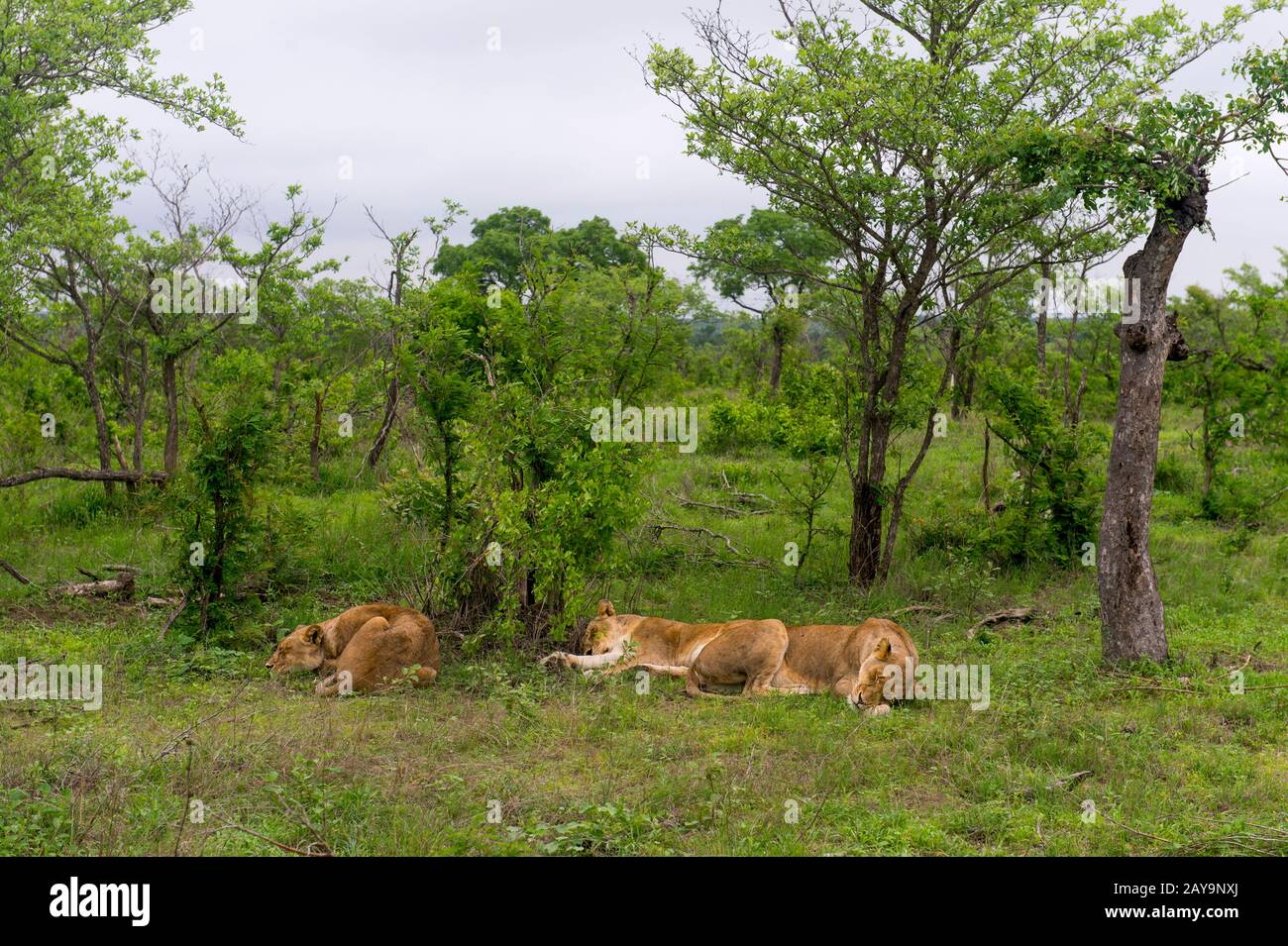 Lionesses (Panthera leo) sleeping in the Manyeleti Reserve in the Kruger Private Reserves area in the Northeast of South Africa. Stock Photo