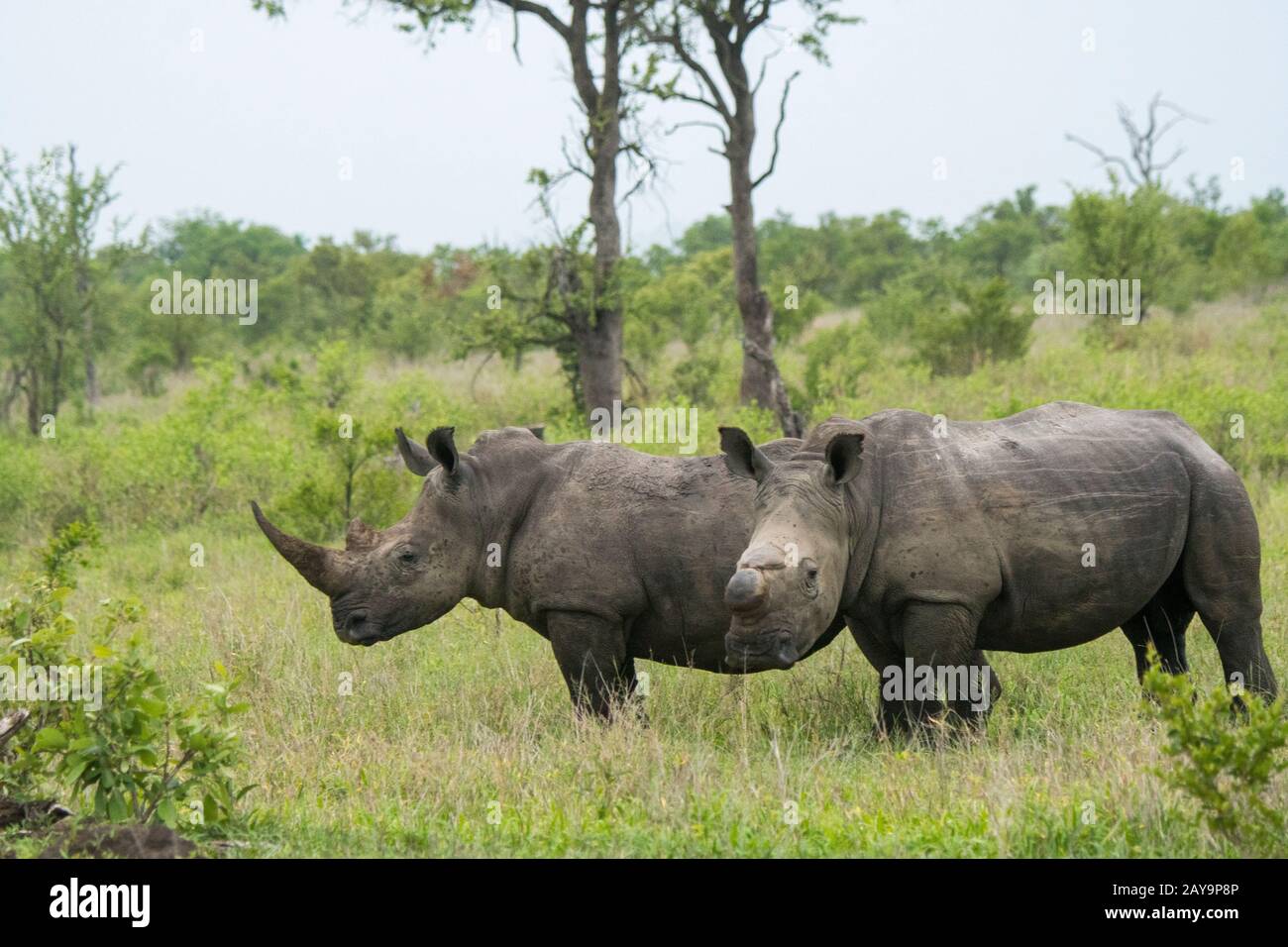 White rhinoceroses or square-lipped rhinoceros (Ceratotherium simum), one dehorned to protect it from poaching, in the Manyeleti Reserve in the Kruger Stock Photo