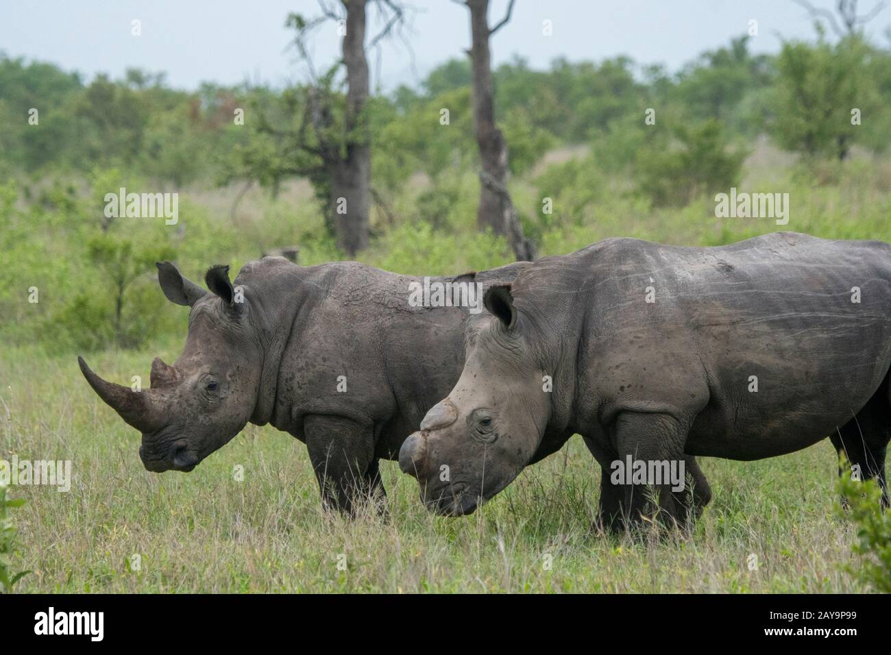 White rhinoceroses or square-lipped rhinoceros (Ceratotherium simum), one dehorned to protect it from poaching, in the Manyeleti Reserve in the Kruger Stock Photo