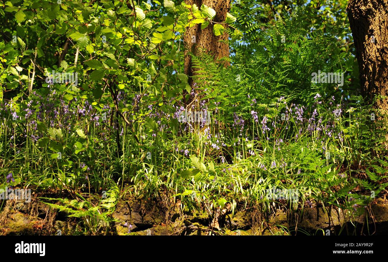 Woodland floor with ferns hi-res stock photography and images - Alamy