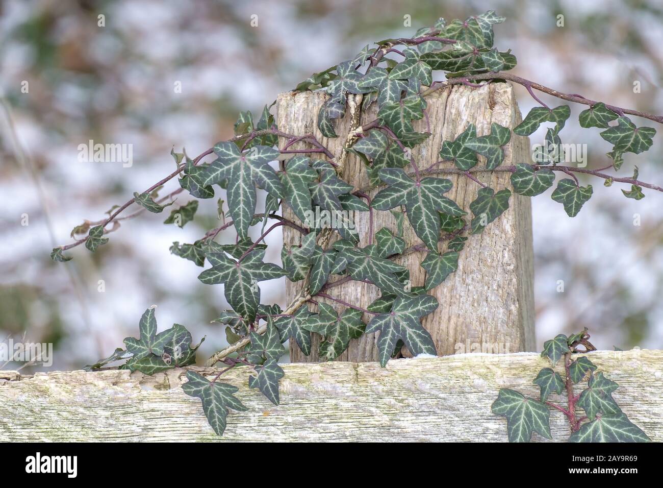 Climbing a fence hi-res stock photography and images - Alamy