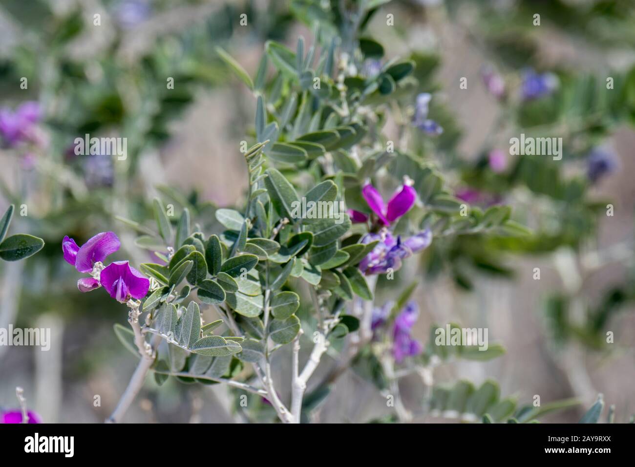 Purple flowers (pea family) in Etosha National Park in northwestern Namibia. Stock Photo