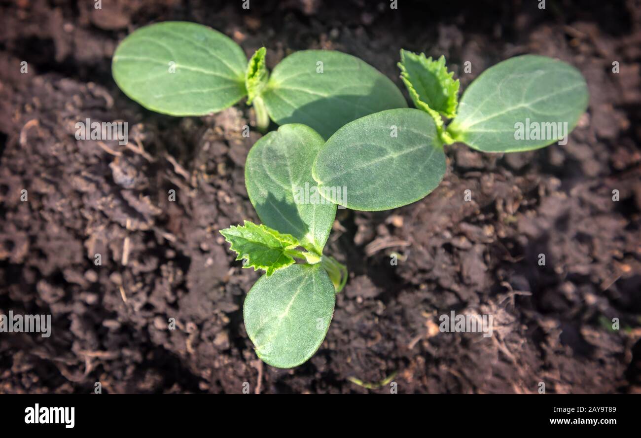 Seedlings of cucumbers germinating in the greenhouse Stock Photo Alamy