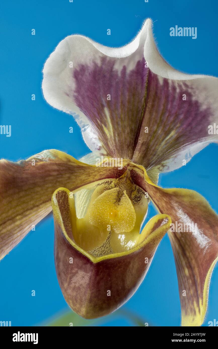 Paphiopedilum orchid,  “slipper orchid” Stock Photo