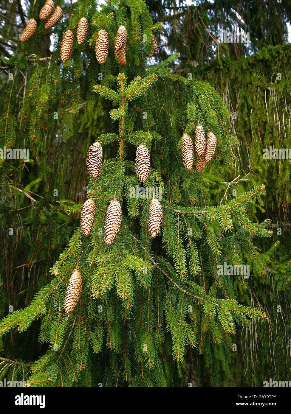 spruce cone, picea, Stock Photo