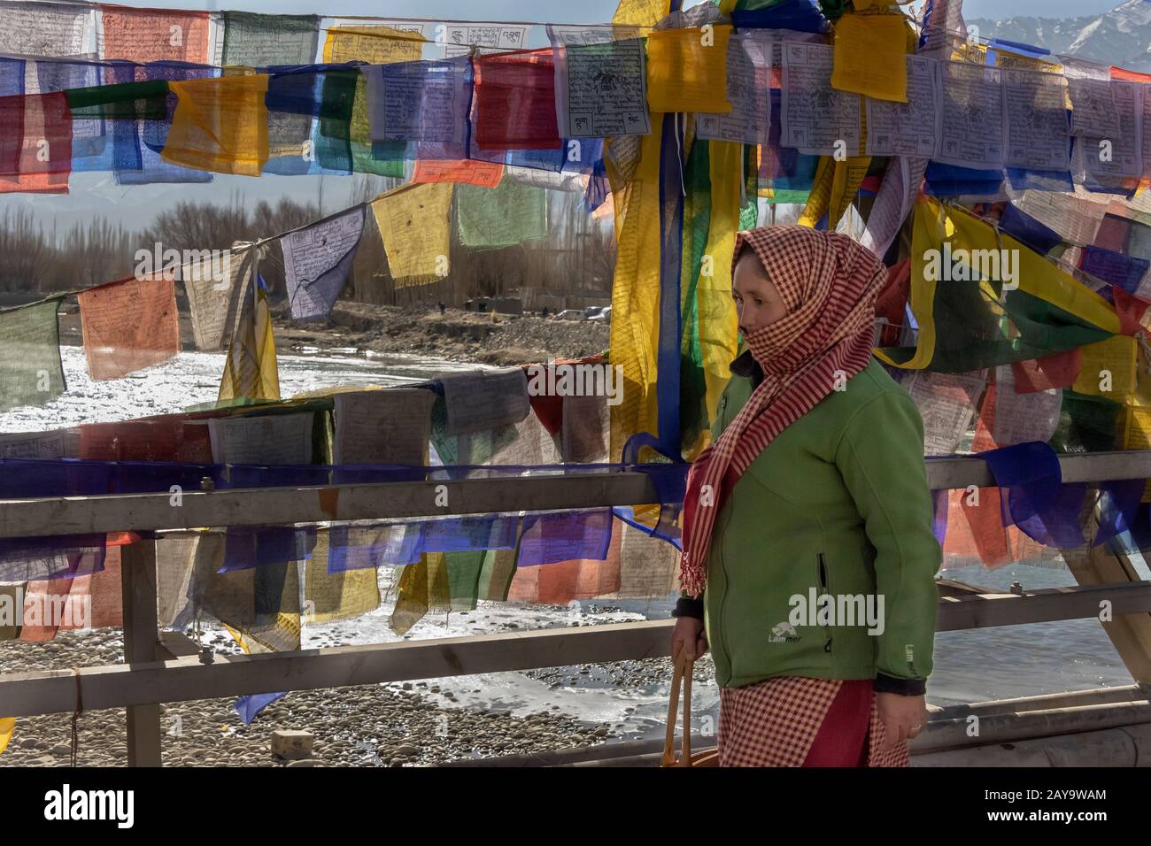 Poplar trees in leh ladakh hires stock photography and images Alamy