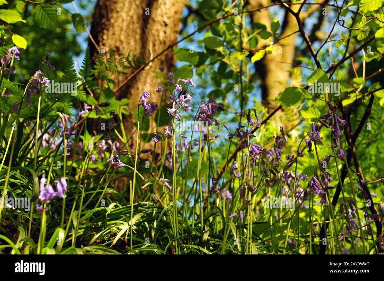 Close up view of woodland floor with ferns and wild english bluebells in springtime sunlight Stock Photo