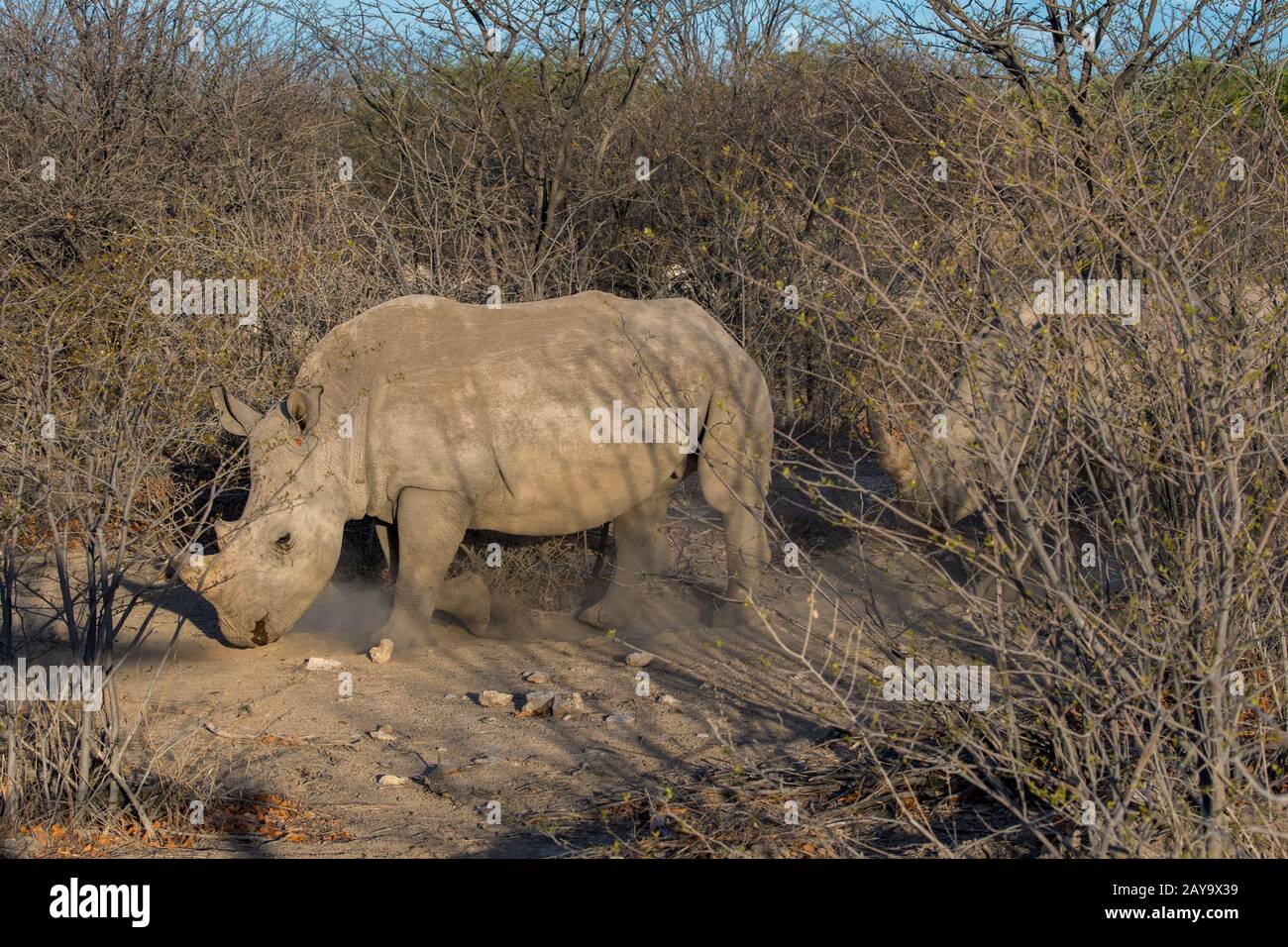 White rhinoceroses or square-lipped rhinoceros (Ceratotherium simum) in the Ongava Game Reserve, south of the Etosha National Park in northwestern Nam Stock Photo
