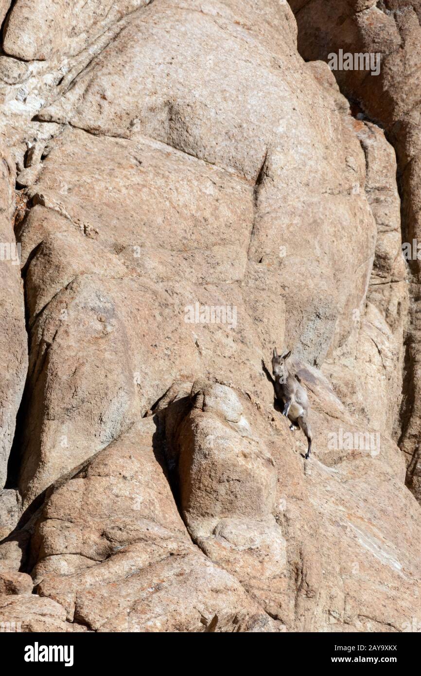 Young urie=al sheep (Ovis orientalis vignei) scaling a vertical cliff ...