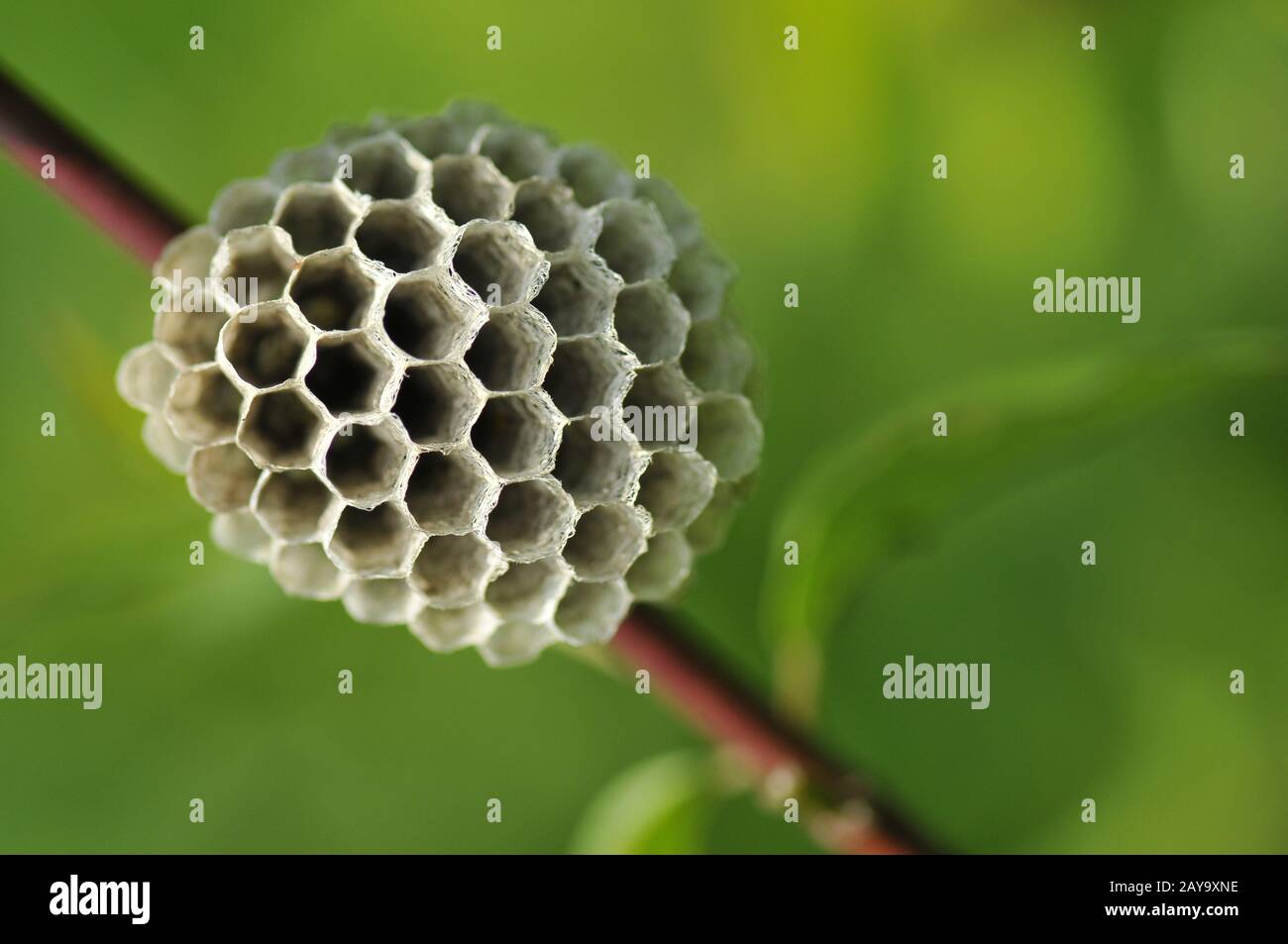 Gallic field wasp Stock Photo - Alamy