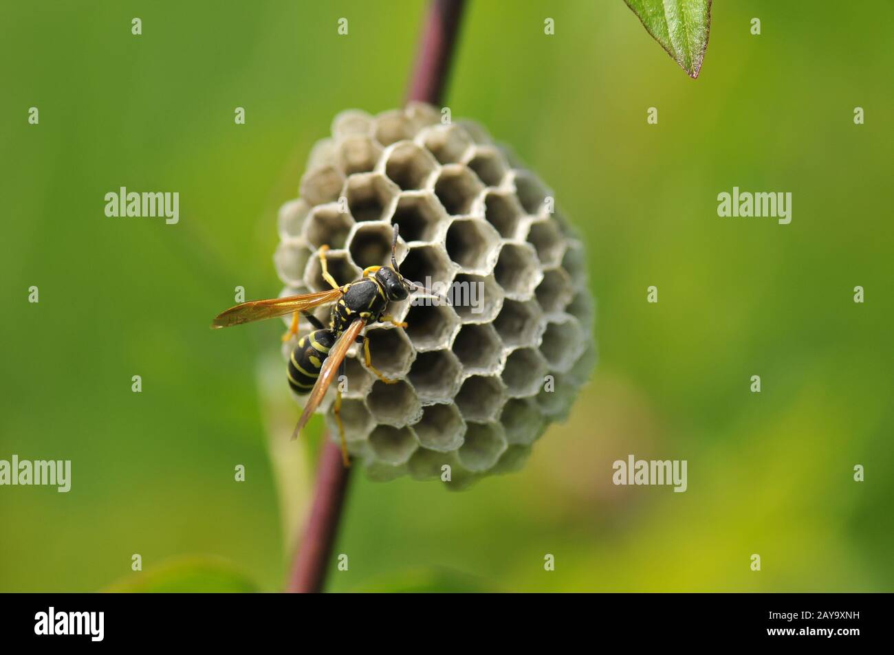 Gallic field wasp Stock Photo