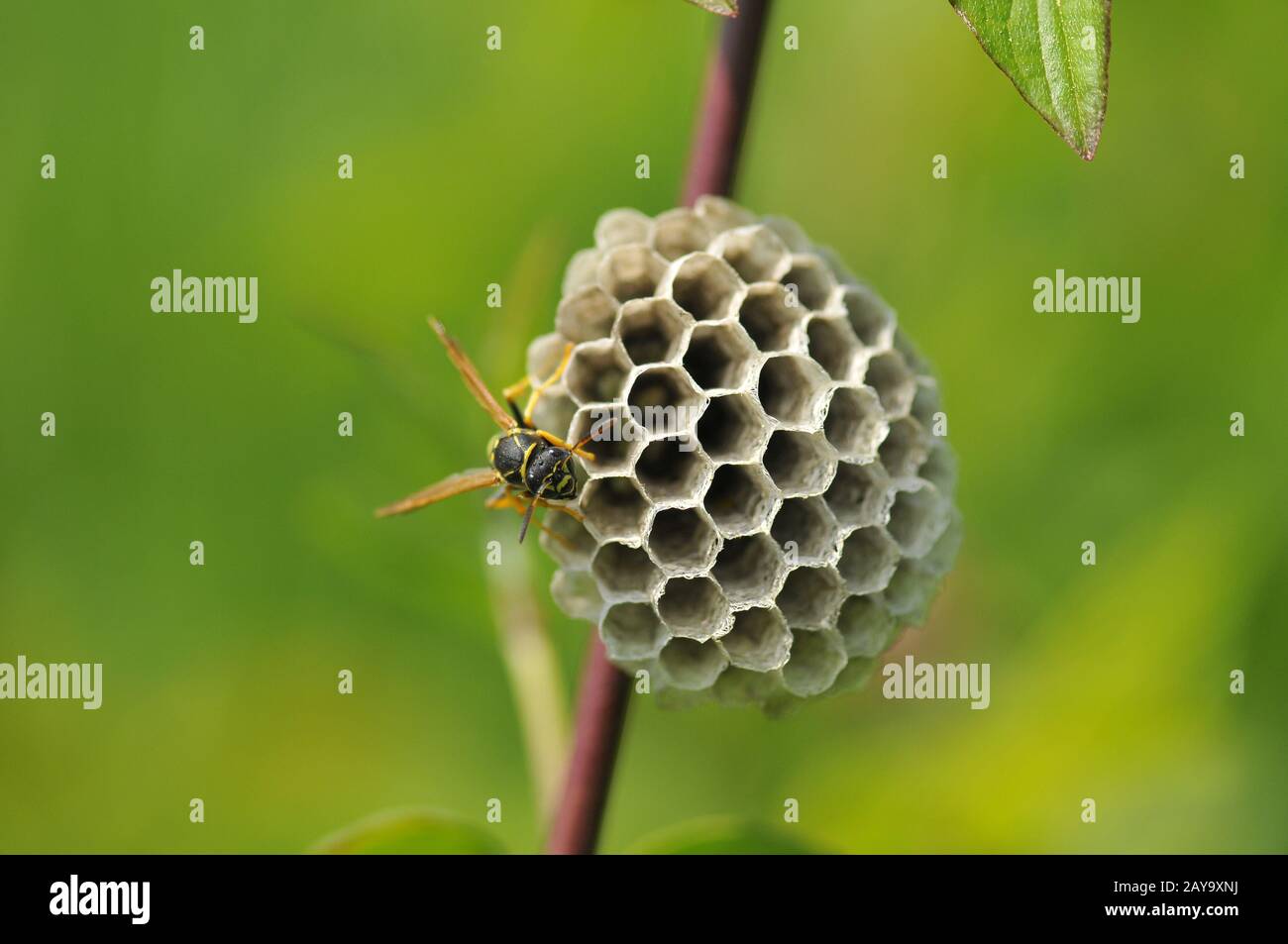 Gallic field wasp Stock Photo