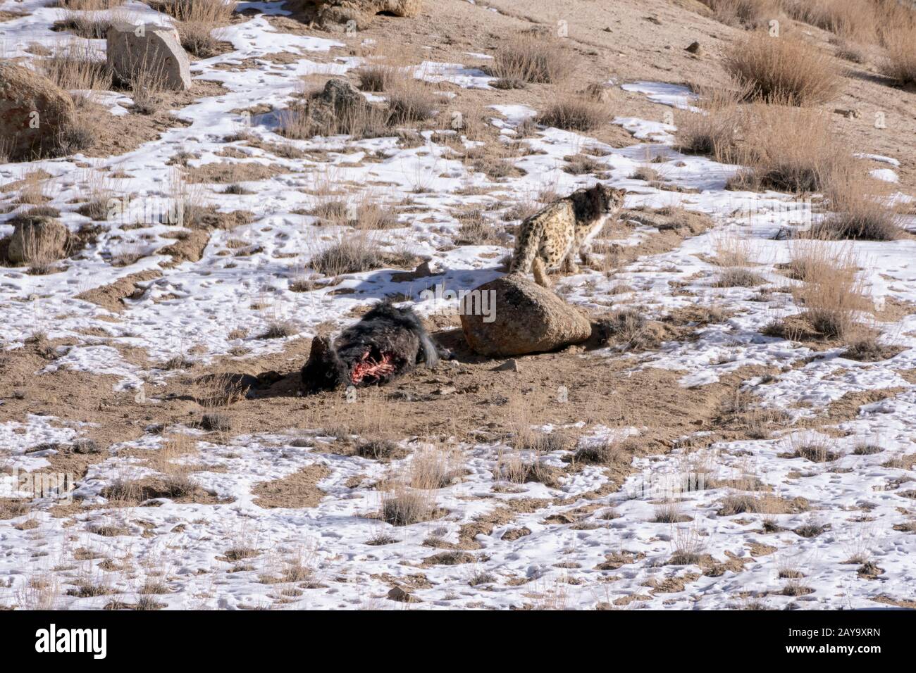 Snow leopard (Panthera unica) leaving its yak carcass, Ulley, Ladakh, India Stock Photo