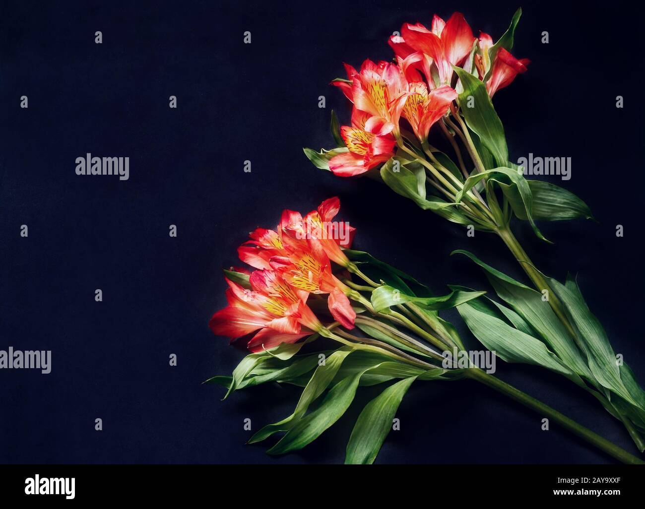 Two Amaryllis flowers on a dark background. Stock Photo