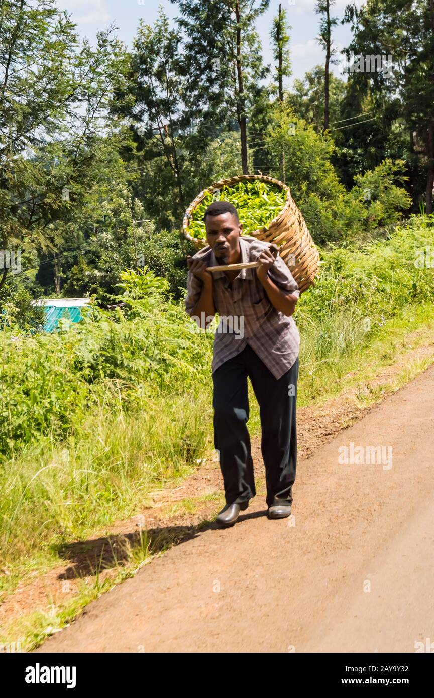 KENYA, THIKA - 03 janvier 2019 :Picking tea leaves bringing her crop back into a wicker basket on a Stock Photo