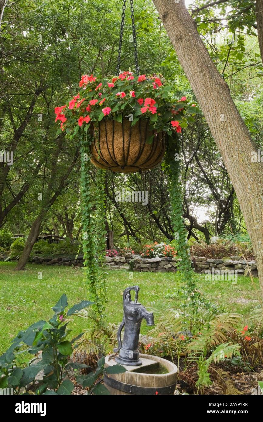 Hanging basket with red Impatiens and cascading Dichondra argentea 'Silver Falls' in rustic backyard garden in late summer. Stock Photo