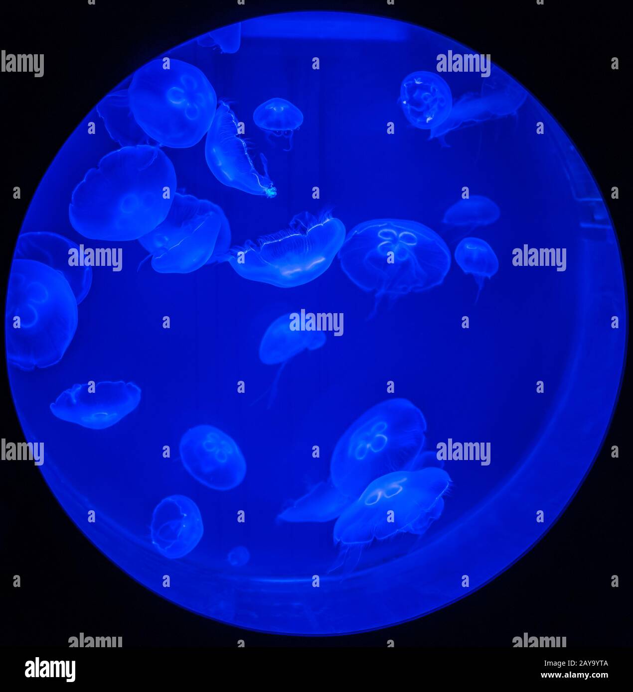 Jellyfishes in ultraviolet light in circular tank on deep blue background Stock Photo