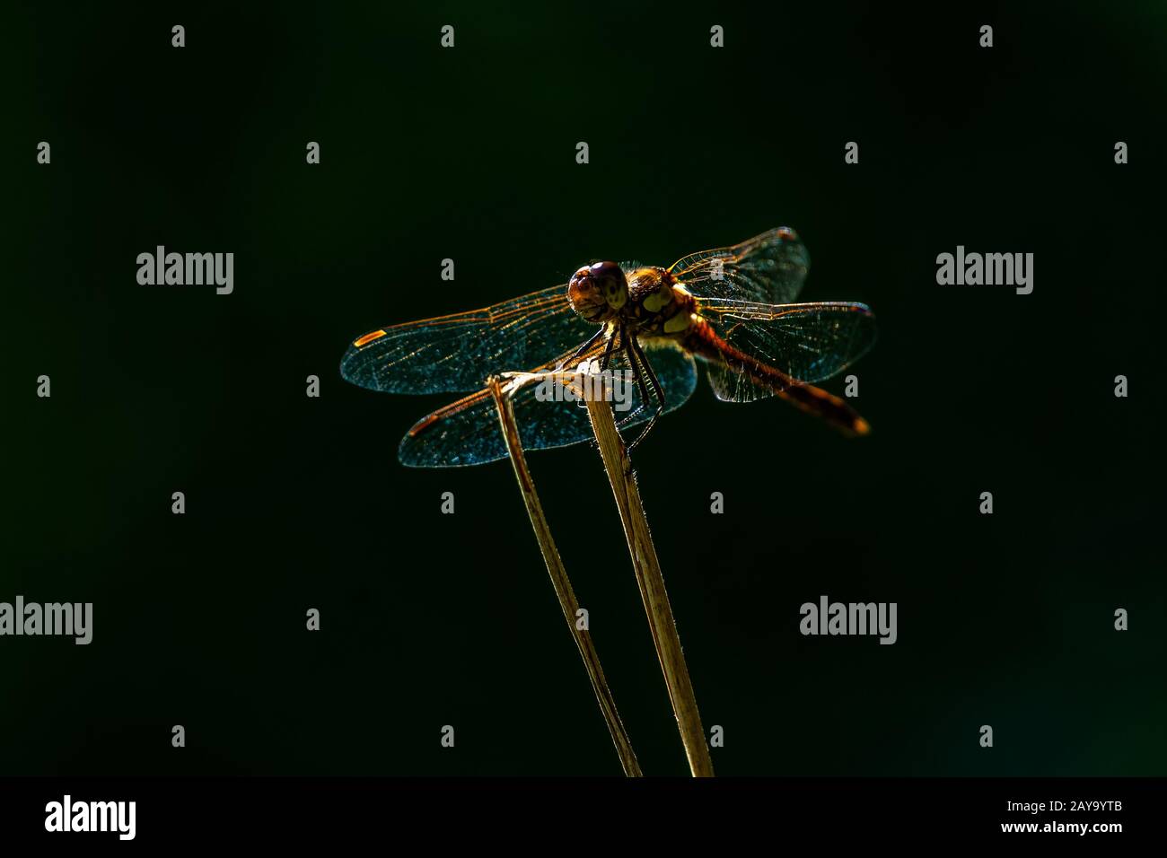 A dragonfly sitting on grass straw on plain black background, isolated Stock Photo