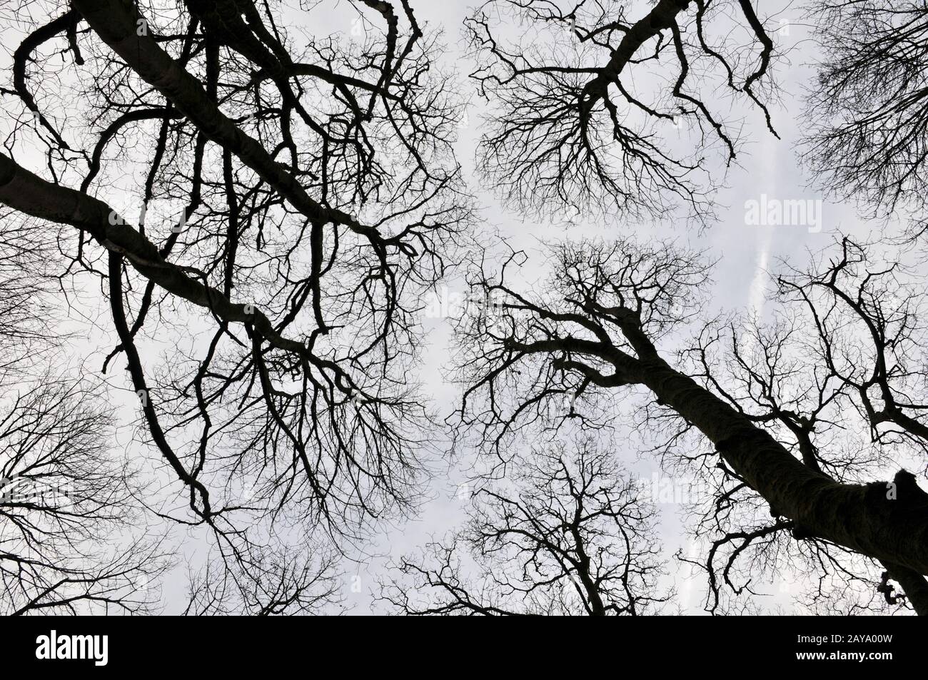 Tall canopy trees hi-res stock photography and images - Alamy