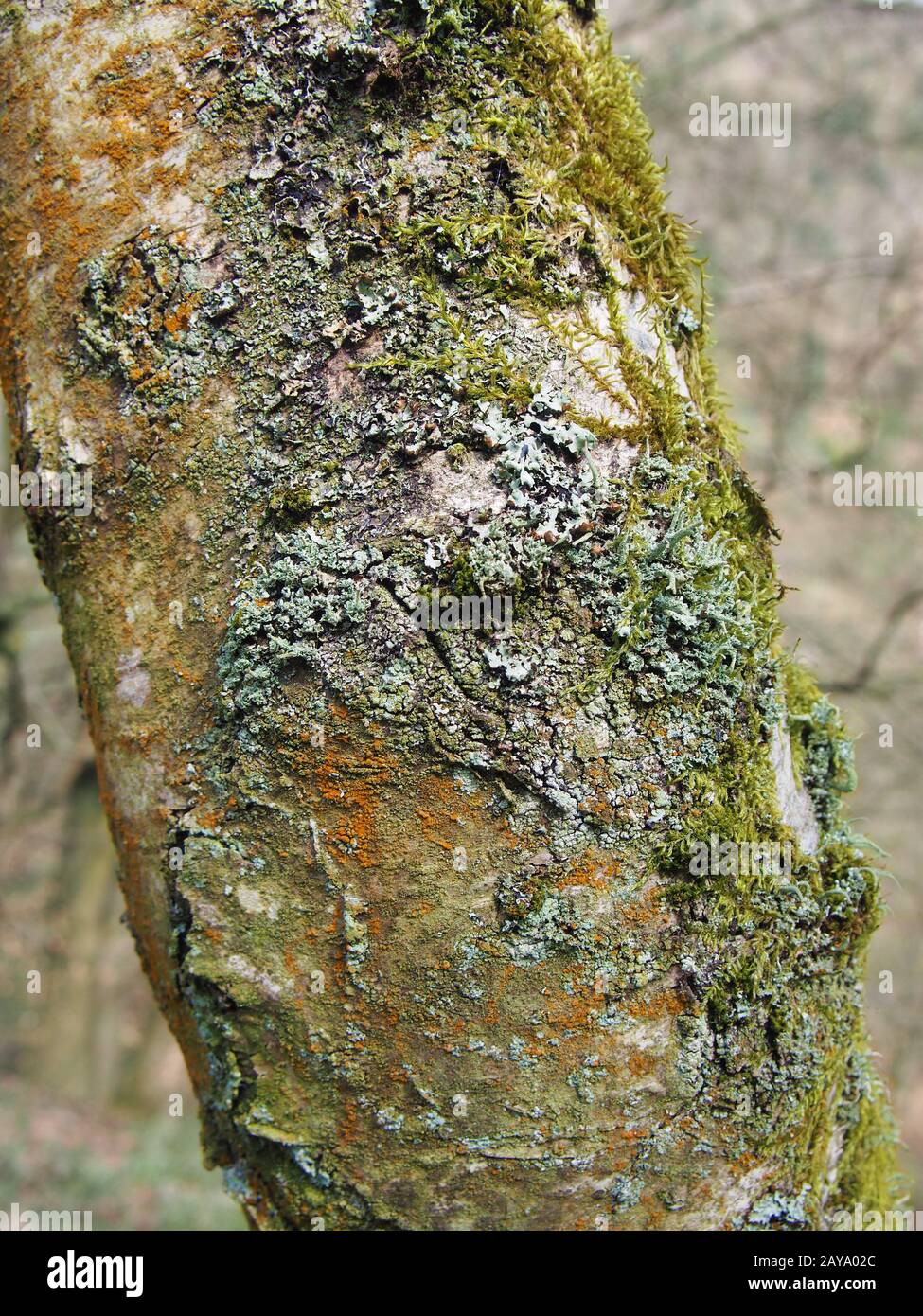 close up of the trunk of a silver birch tree with cracked bark covered