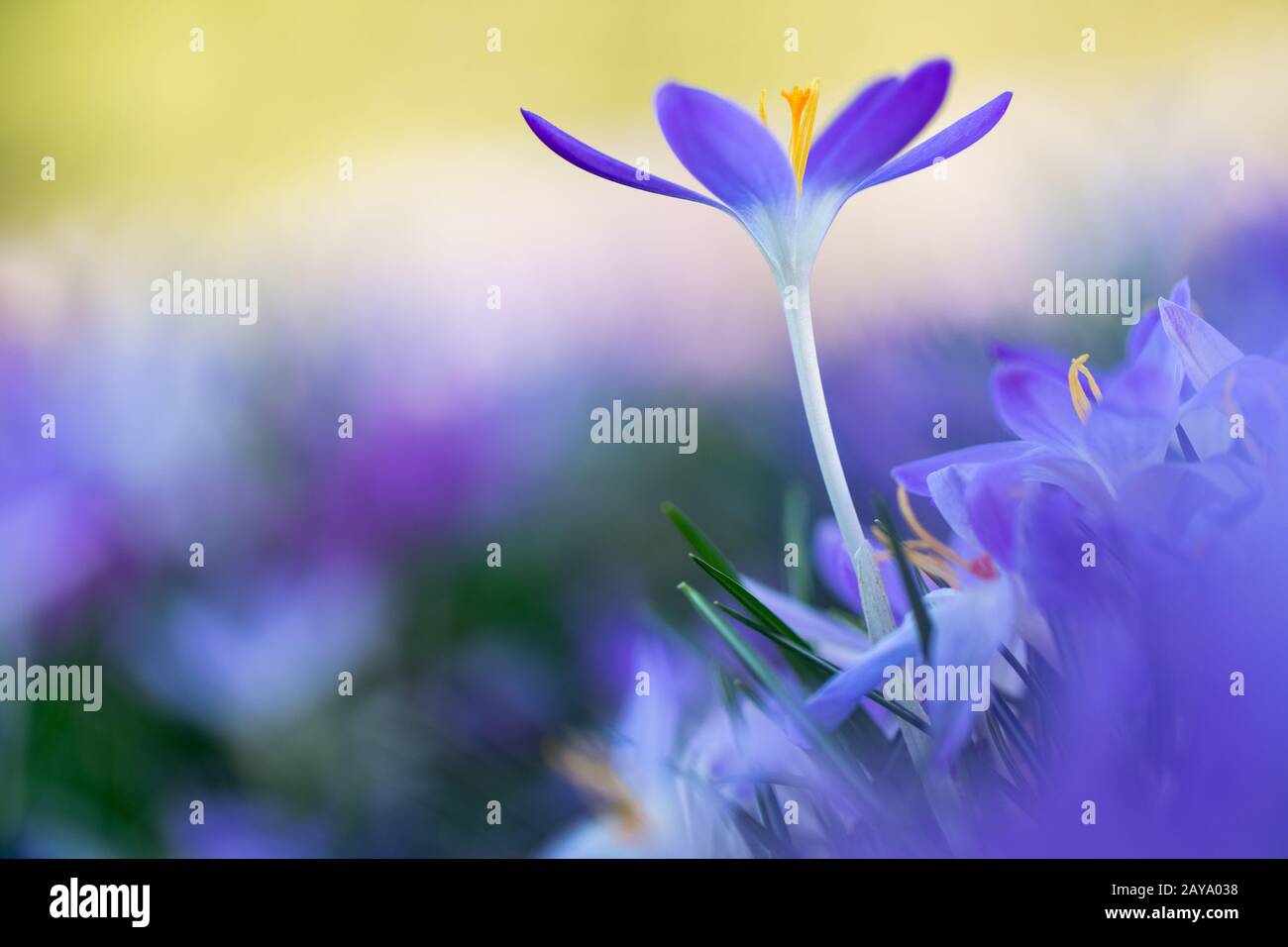 Frühlingsboten: violette Krokusse freigestellt im Blumenmeer Stock Photo