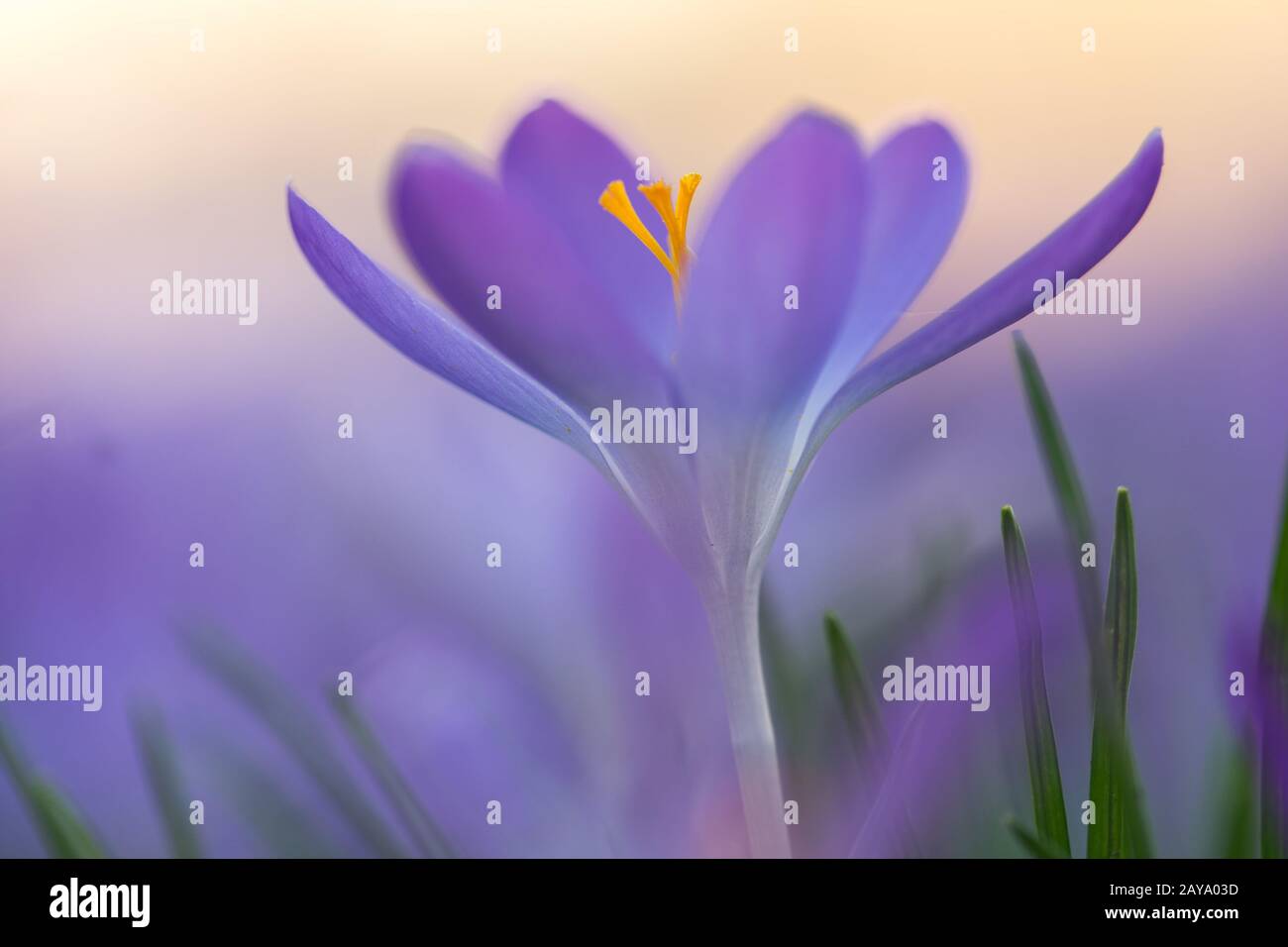 Frühlingsboten: violette Krokusse freigestellt im Blumenmeer Stock Photo
