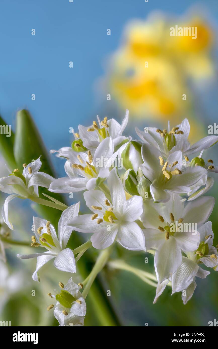 Ornithogalum, flowering Stock Photo