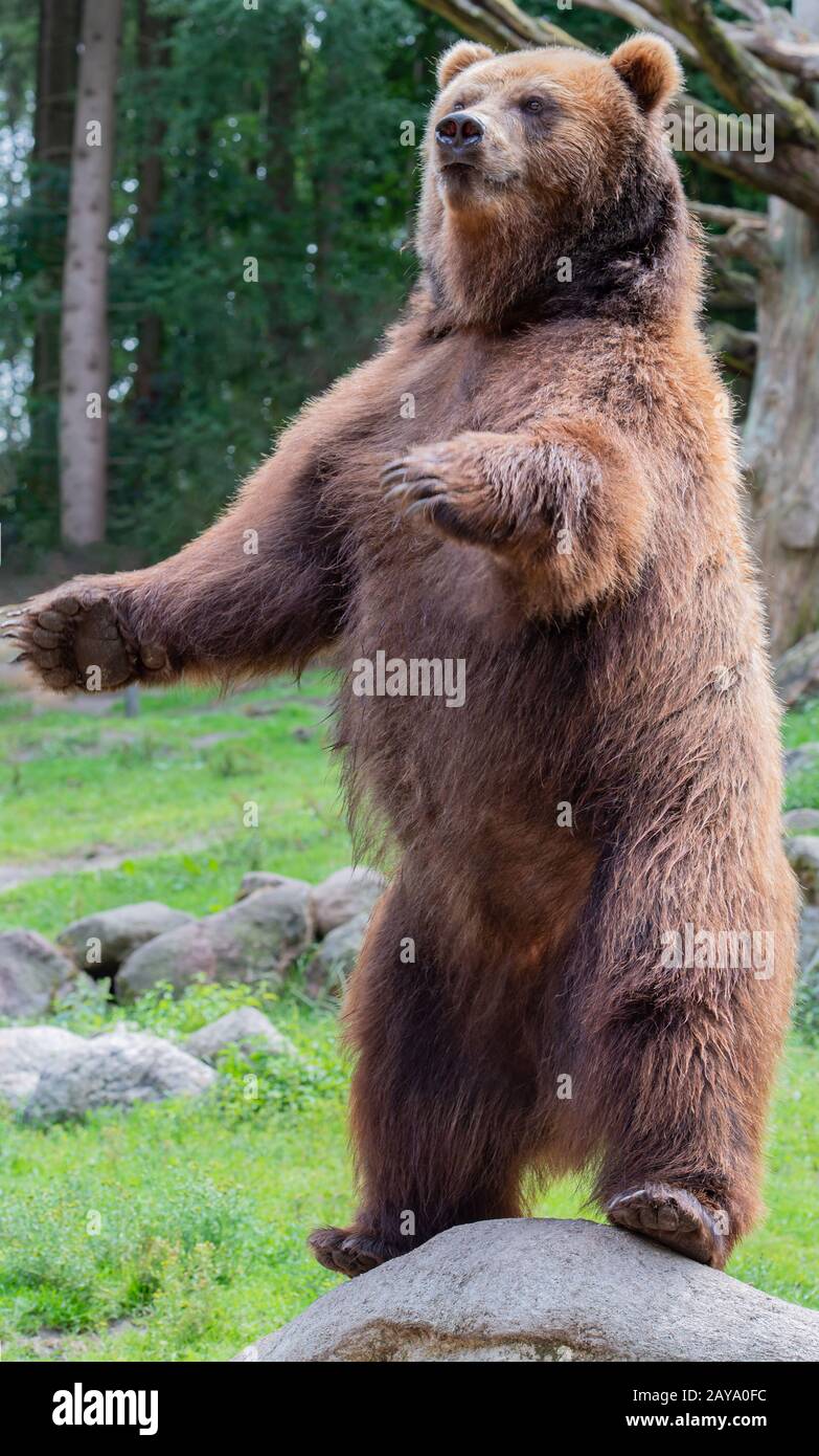 European brown bear in the outdoors and close-up Stock Photo