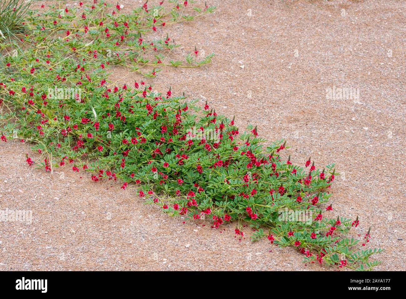 After a rain, a plant in the pea family is flowering in the Huanib River Valley in northern Damaraland and Kaokoland, Namibia. Stock Photo