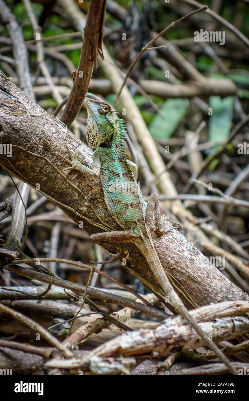 Crested Lizard in jungle, Khao Sok, Thailand Stock Photo