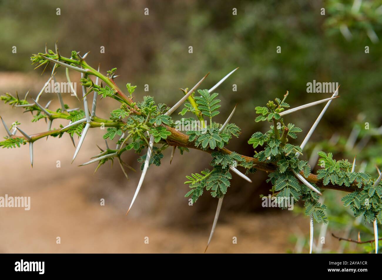 Close-up of the leaves and thorns of an acacia tree, growing on the edge of the dry Huanib River Valley in northern Damaraland and Kaokoland, Namibia. Stock Photo