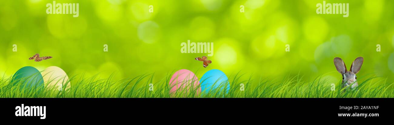 Easter rabbit and easter eggs hidden in a colorful natural scene Stock ...