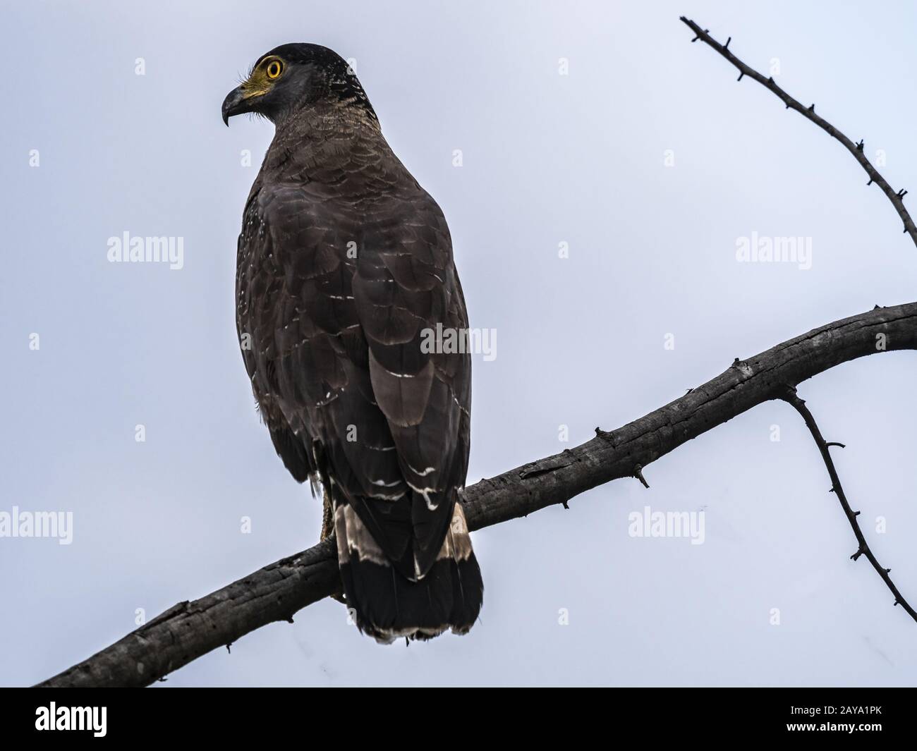 Serpent eagle habitat hi-res stock photography and images - Alamy