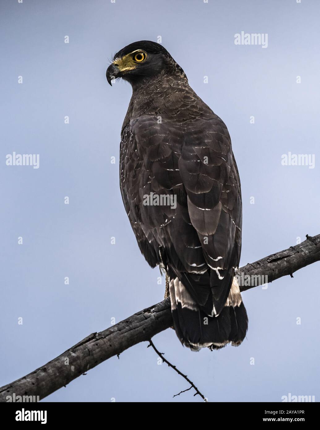 Crested Serpent Eagle Stock Photo - Alamy
