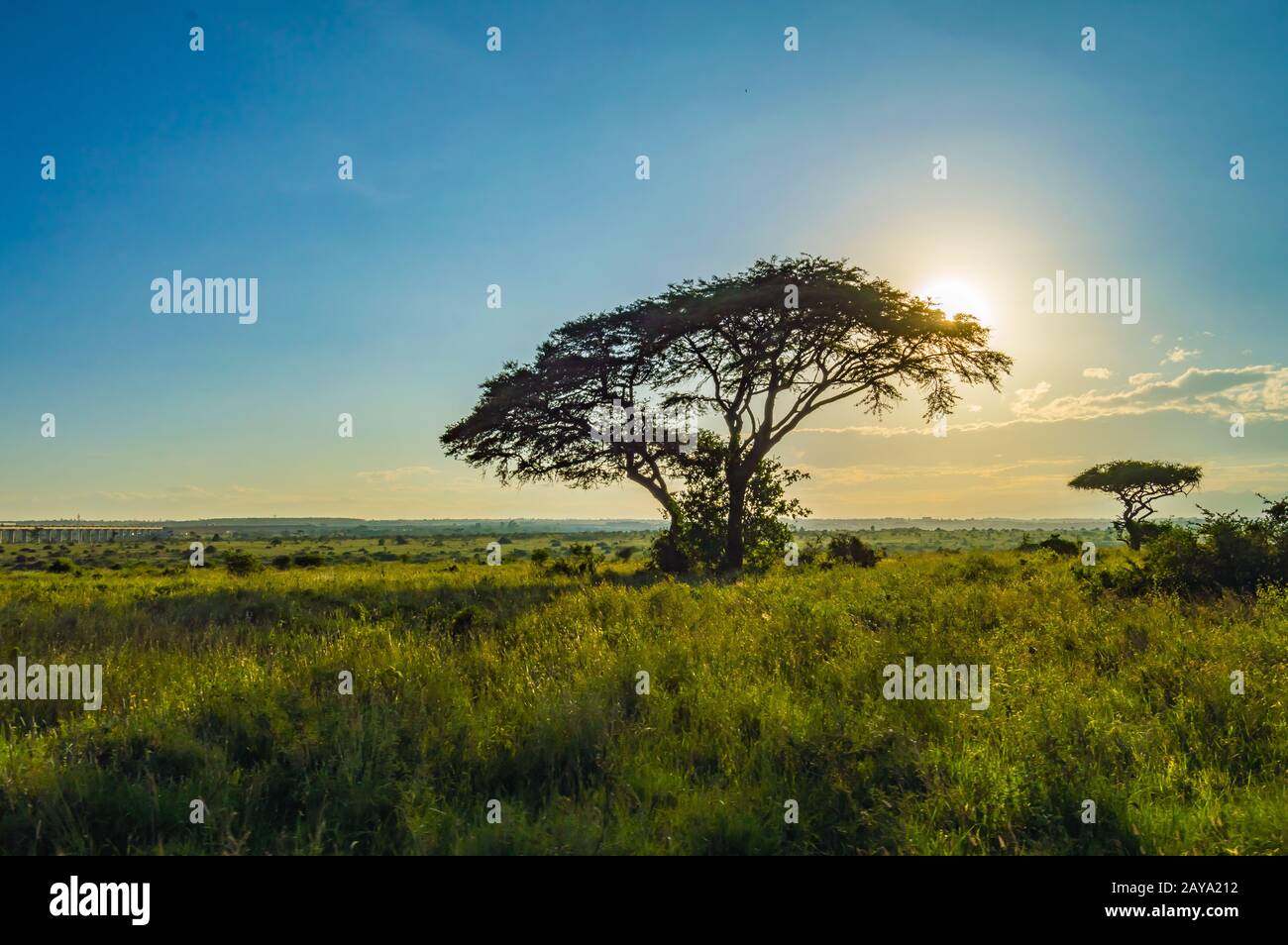 Savannah landscape sunset lion hi-res stock photography and images - Alamy