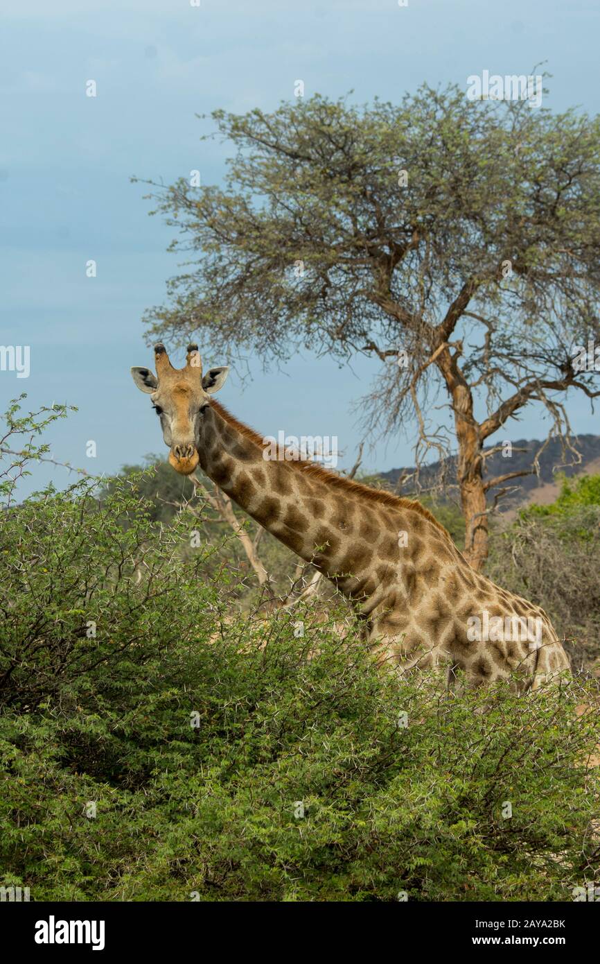 An Angolan giraffe (Giraffa giraffa angolensis), a southern giraffe sub-species, in the Huanib River Valley in northern Damaraland and Kaokoland, Nami Stock Photo