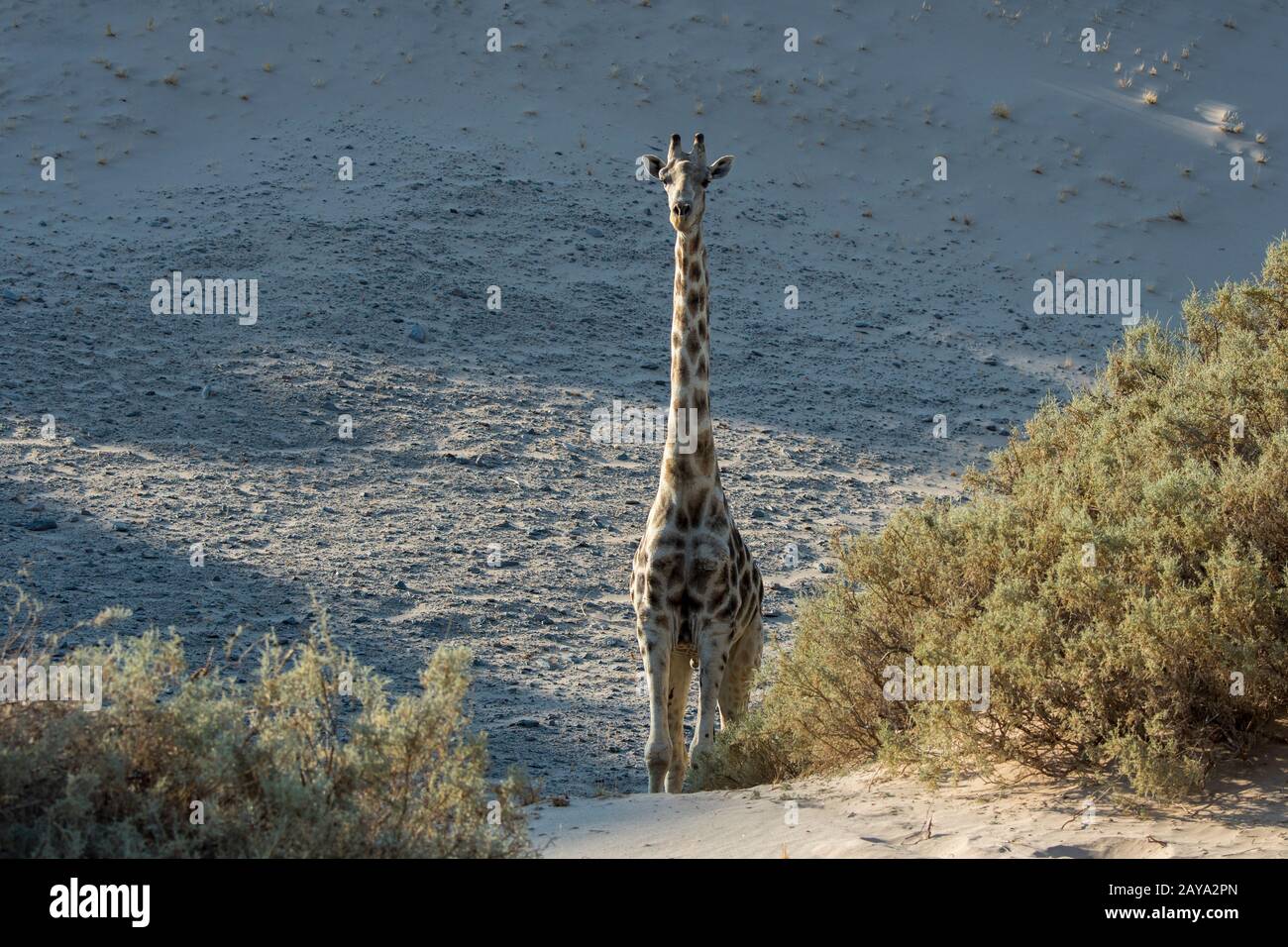 An Angolan giraffe (Giraffa giraffa angolensis), a southern giraffe sub-species, in the desert landscape of the Huanib River Valley in northern Damara Stock Photo