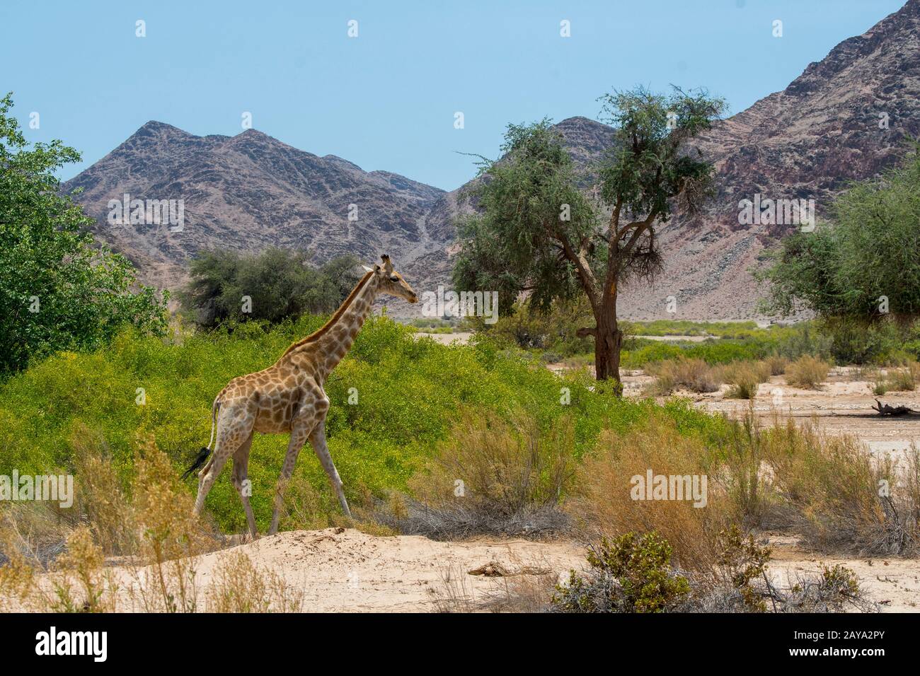 An Angolan giraffe (Giraffa giraffa angolensis), a southern giraffe sub-species, is walking through the desert landscape of the Huanib River Valley in Stock Photo