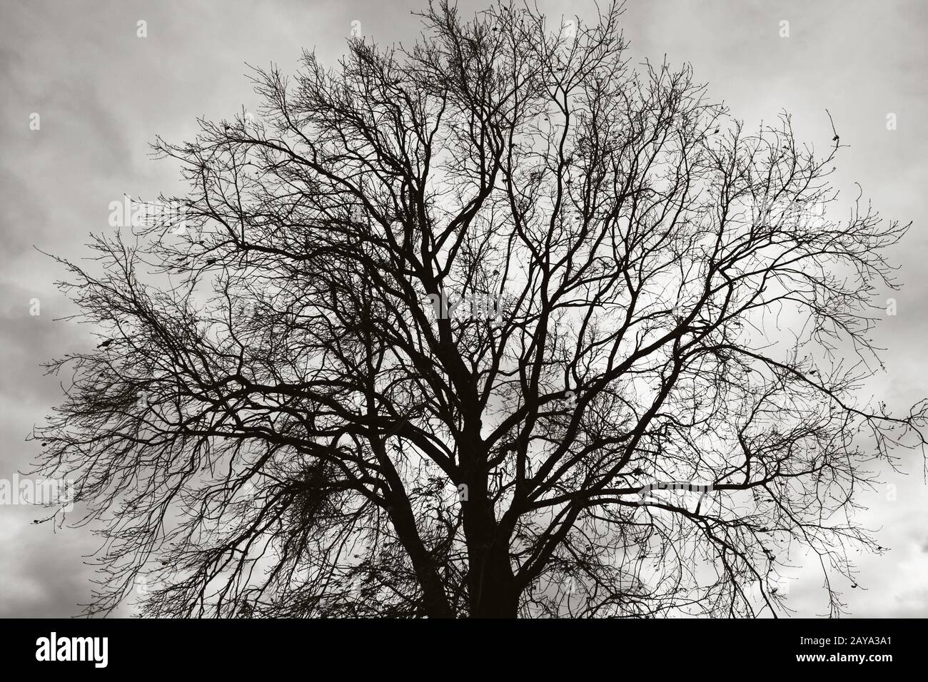 tree against moody sky Stock Photo