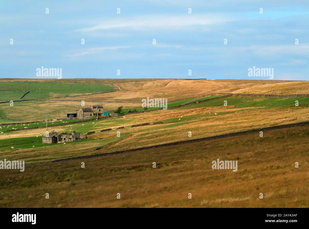 panoramic sunlit pennine landscape with typical yorkshire dales stone walls and farmhouses and sheep Stock Photo