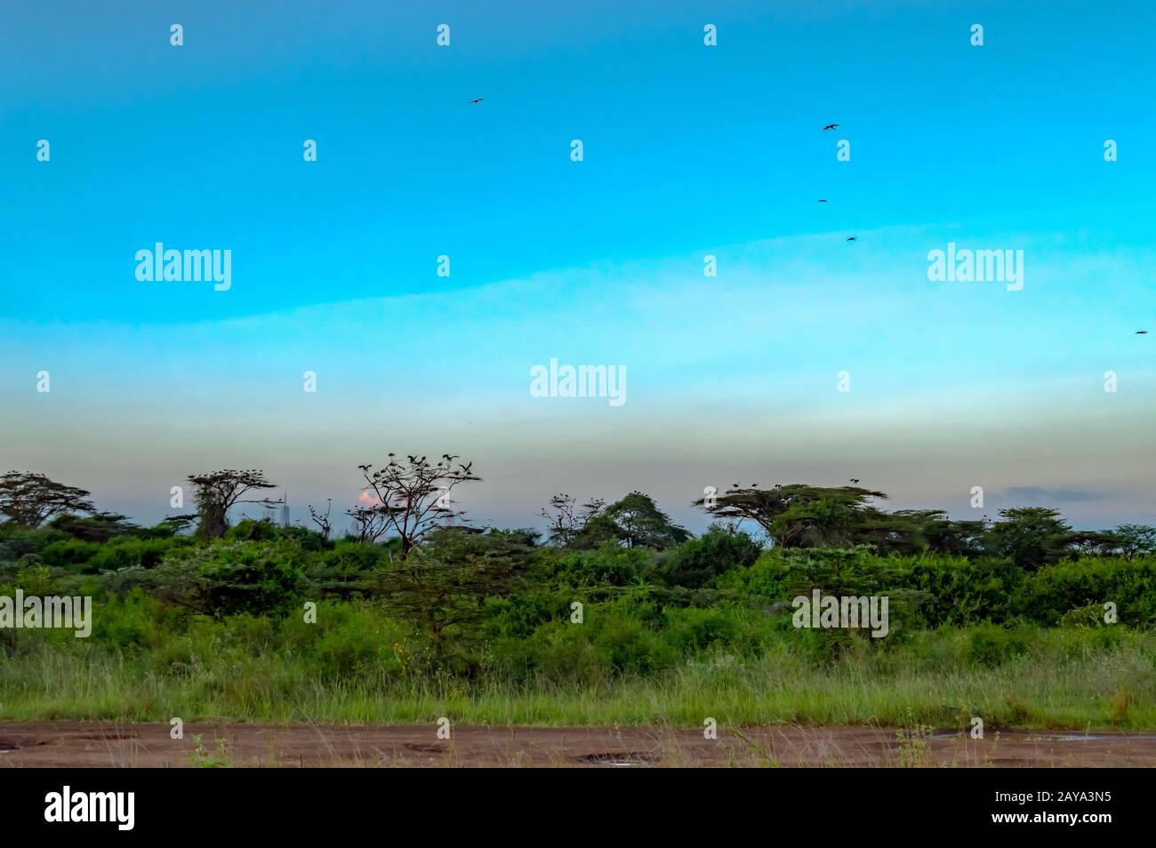 Savannah landscape sunset lion hi-res stock photography and images - Alamy