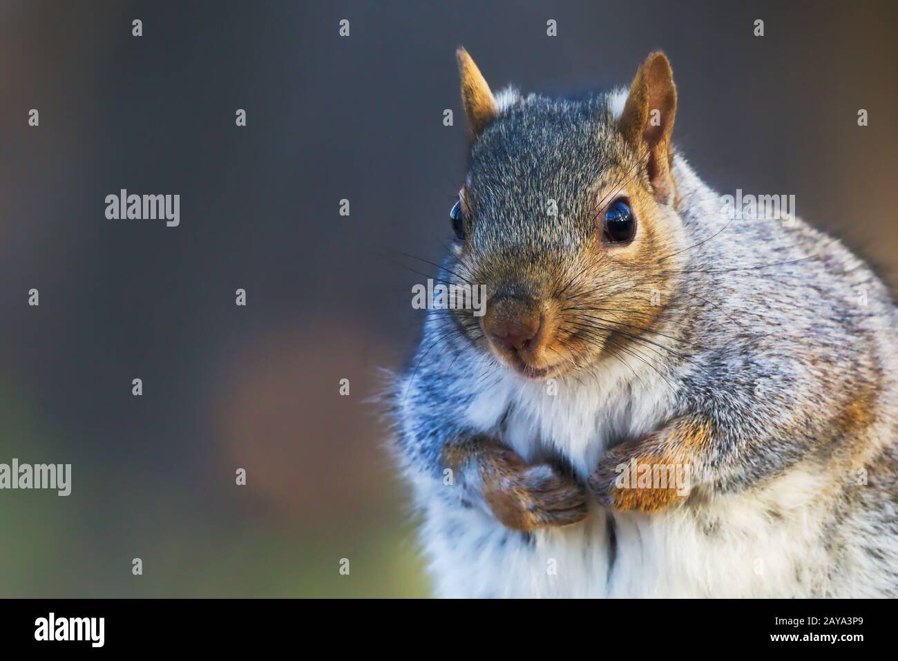 Eastern Gray Squirrel, Sciurus carolinensis, portrait with winter coat. Direct eye contact. Side lit by the setting sun. Background is bokeh of a fall Stock Photo