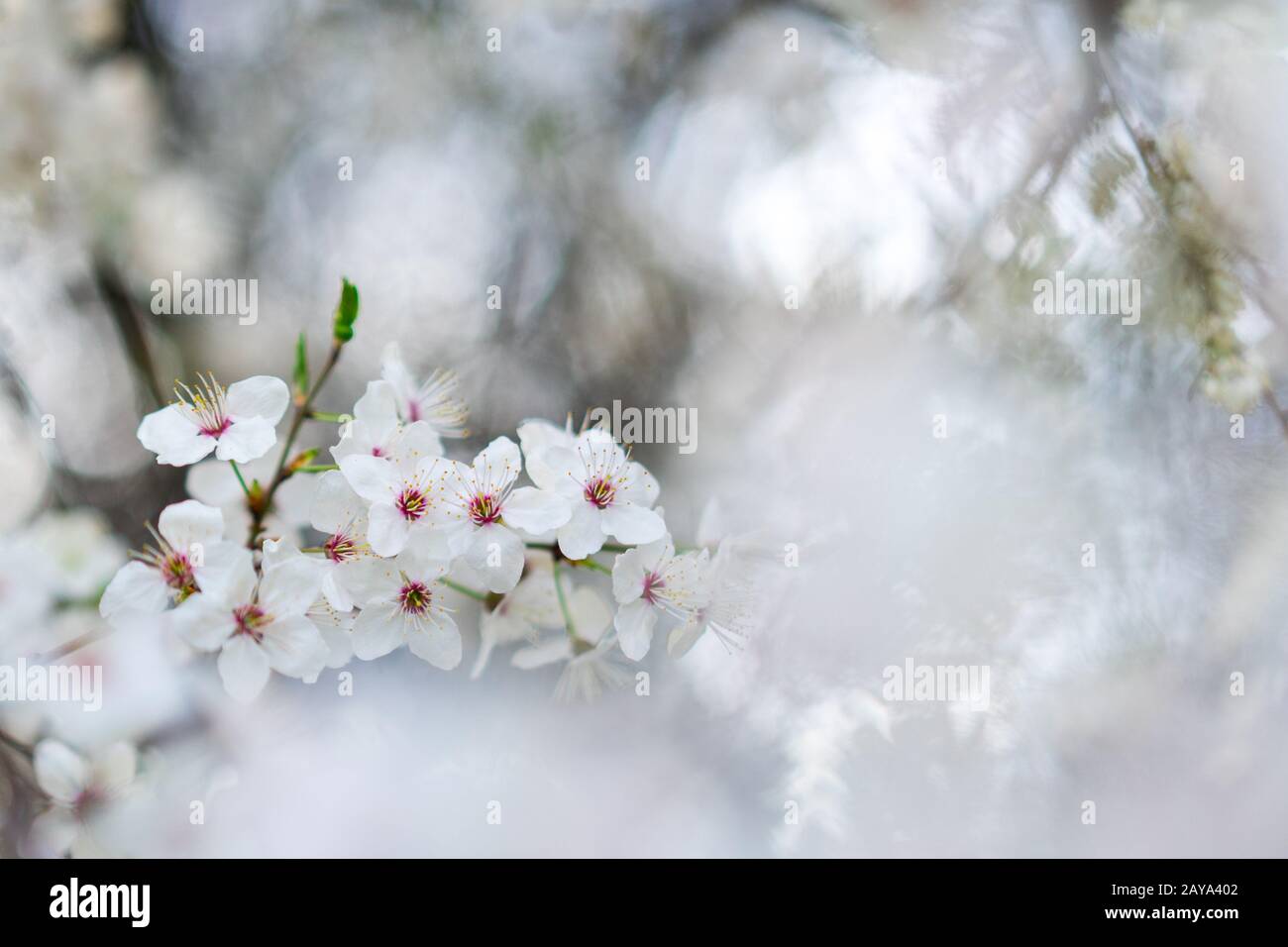 Nahaufnahme weiß-pinker Schlehenblüten im Frühling Stock Photo